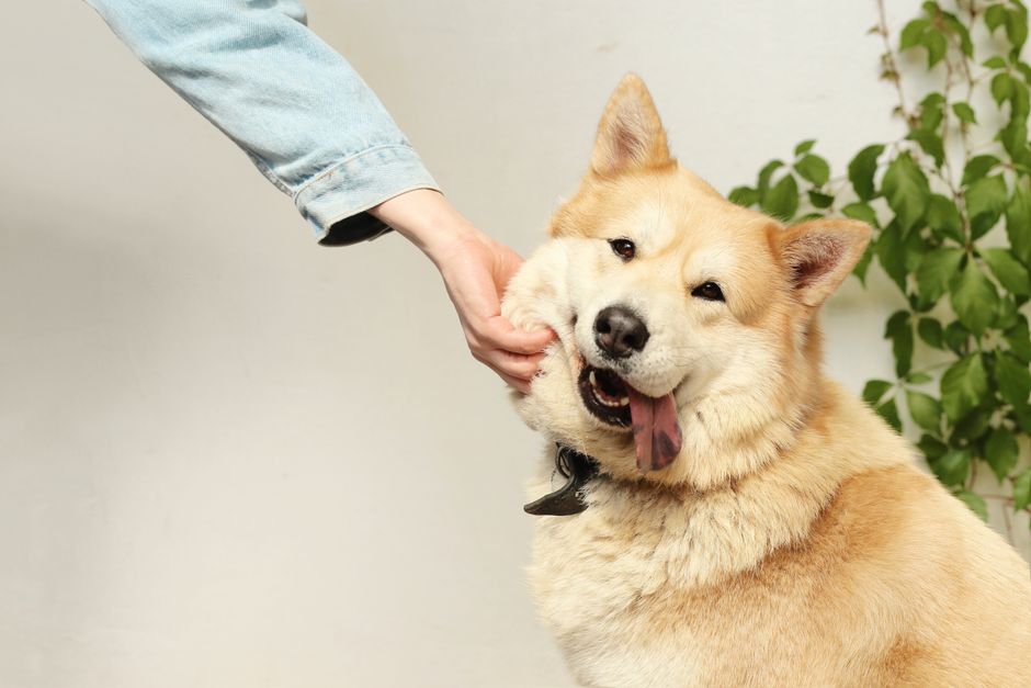 A happy dog sitting next to a grocery bag filled with fresh vegetables