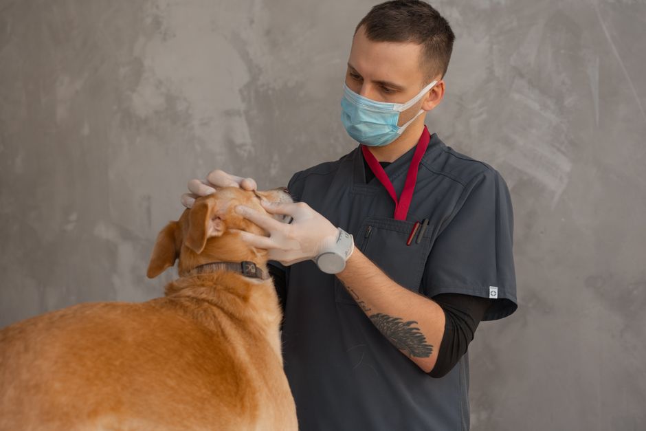 A veterinarian examining a healthy dog in a clinic